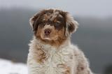 BERGER AUSTRALIEN PUPPIES 476